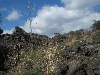 iara Scorciavacca-20110306 046